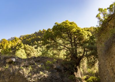 Nationalpark Caldera de Taburiente La Palma
